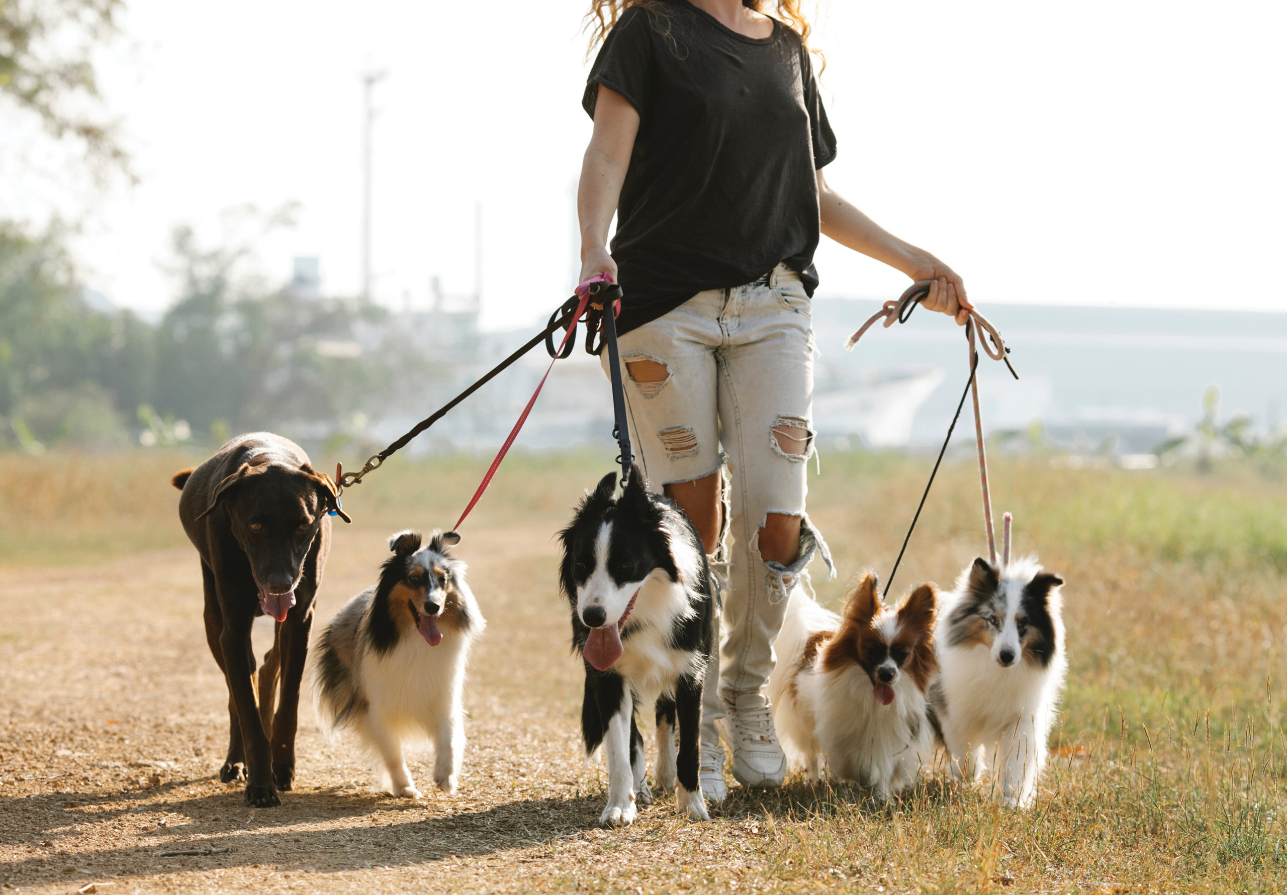 Group dog walking